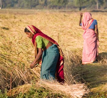 Rice and the Woman Laborer1.jpg